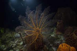 Plongee_de_nuit_Les_Heures_Saines-e1615124341583 Plongee_de_nuit_Les_Heures_Saines-e1615124341583